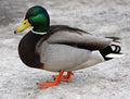 Mallard drake closeup with green head and orange feet standing on icy ground